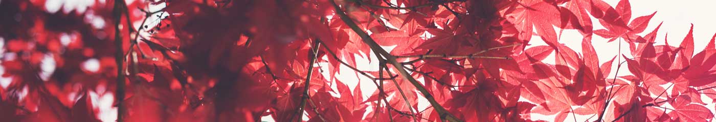 close up of red tree leaves
