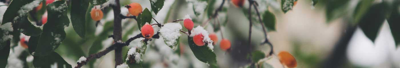 close up tree branches with berries and snow