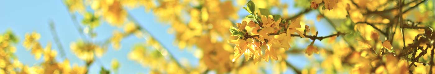 close up of yellow tree flowers