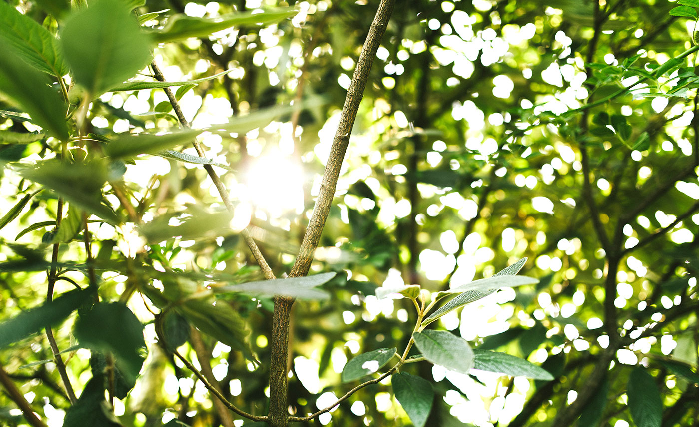 close up of evergreen tree branches